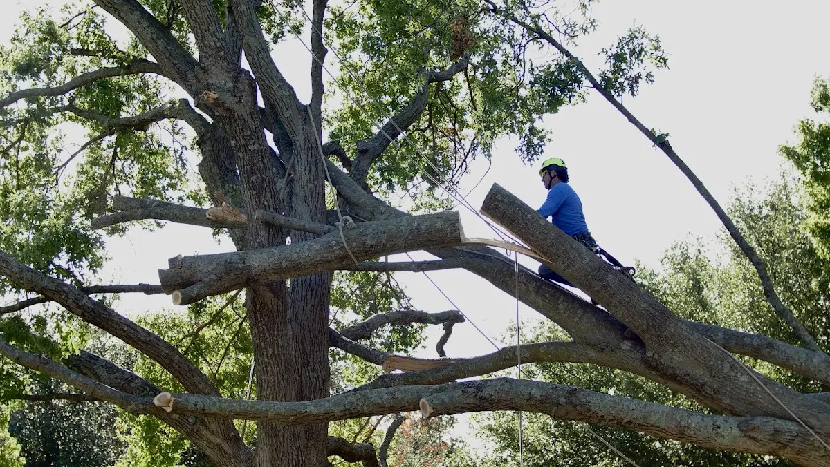 Professional Hazardous Tree Removal performed by certified arborists in Cades