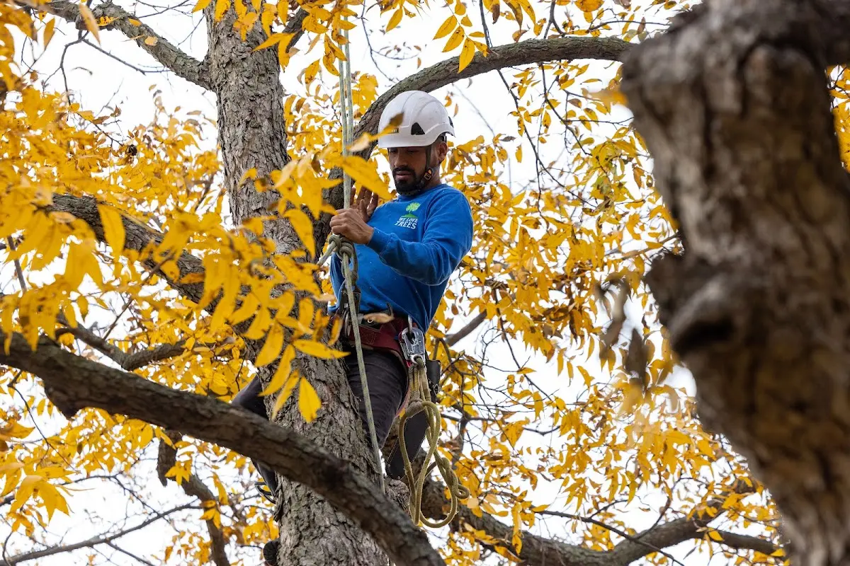 Skilled Tree Pruning crew working in Cades